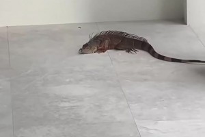 笑死